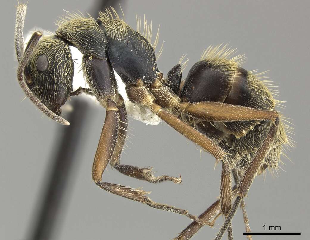 Image of Camponotus salvini Forel 1899