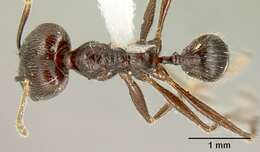 Image of Pheidole ajax Forel 1899