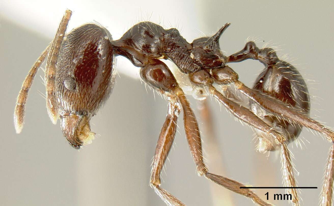 Image of Pheidole ajax Forel 1899