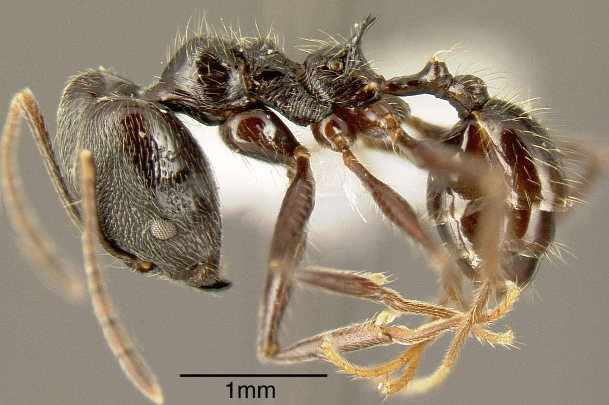 Image of Pheidole ajax Forel 1899