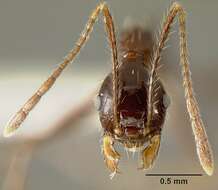 Image of Pheidole ajax Forel 1899