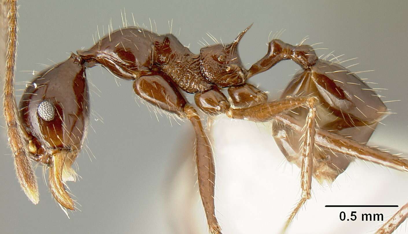 Image of Pheidole ajax Forel 1899