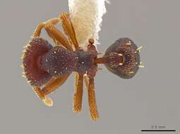 Image of Myrmicinae