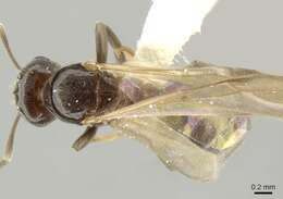 Image of Brachymyrmex bruchi Forel 1912