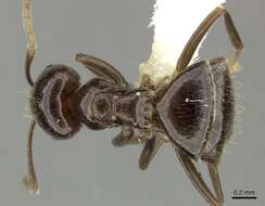 Image of Brachymyrmex bruchi Forel 1912