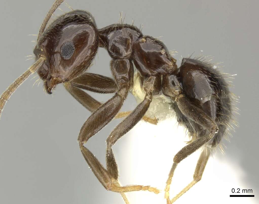 Image of Brachymyrmex bruchi Forel 1912