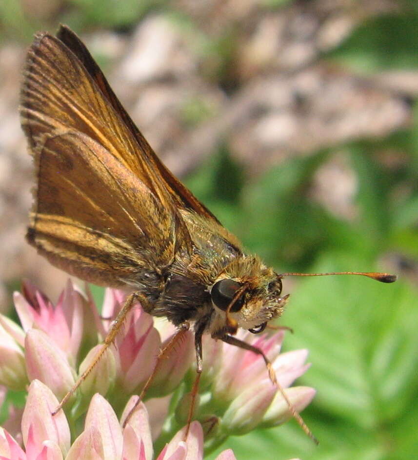 Atalopedes campestris Boisduval 1852 resmi