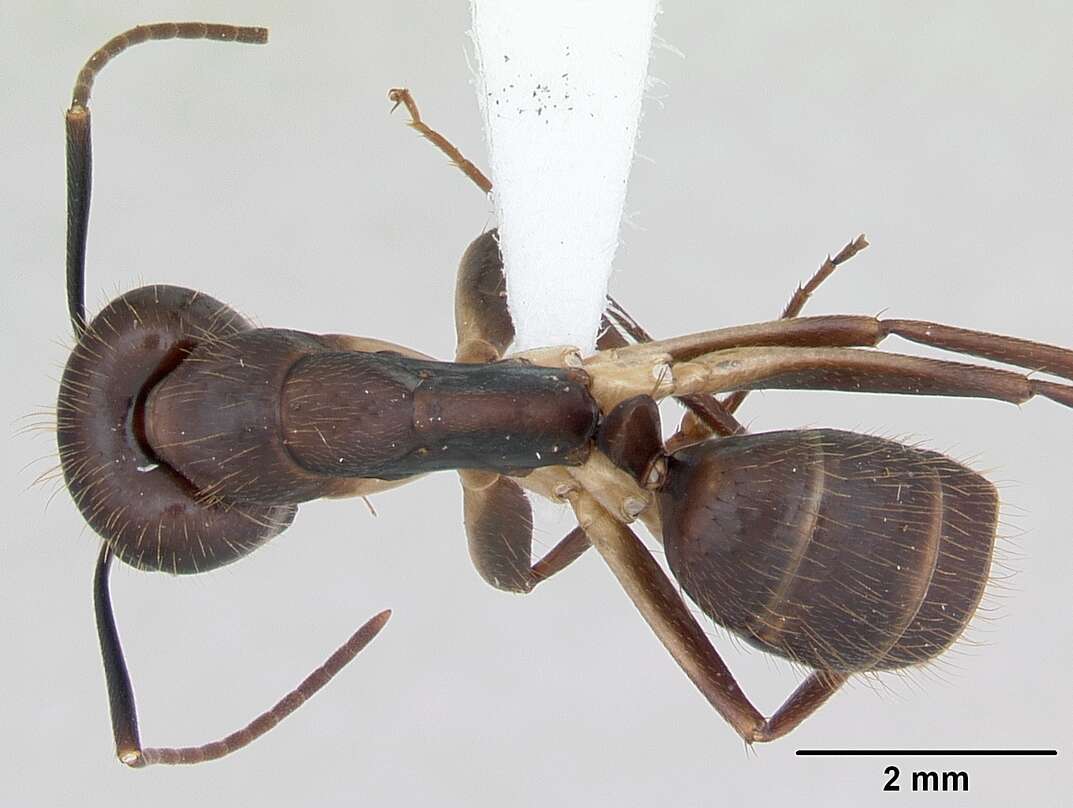 Imagem de Camponotus albicoxis Forel 1899