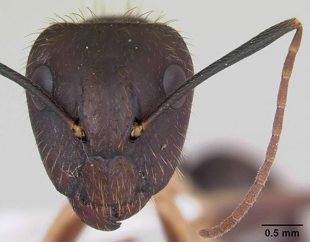 Imagem de Camponotus albicoxis Forel 1899