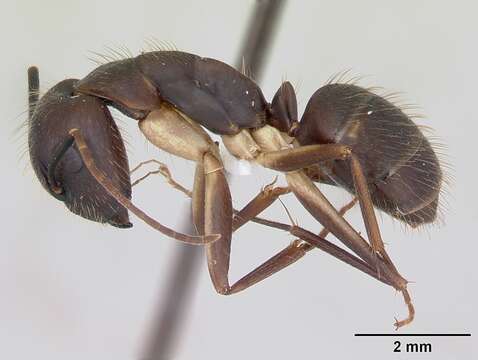 Image de Camponotus albicoxis Forel 1899