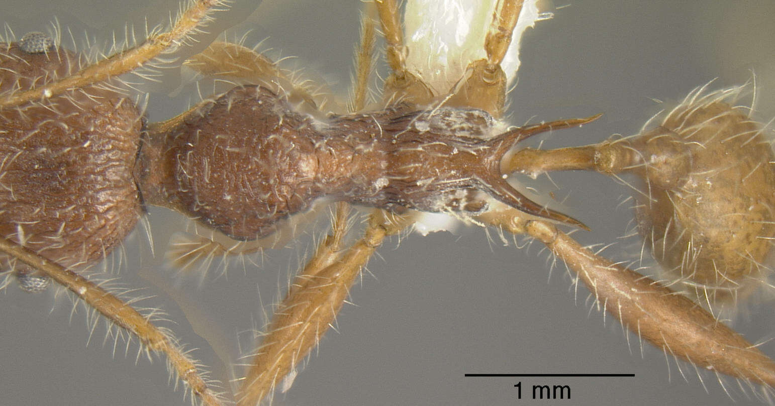 Image of Pheidole ursus Mayr 1870