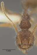 Image of Pheidole ursus Mayr 1870