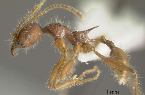 Image of Pheidole ursus Mayr 1870