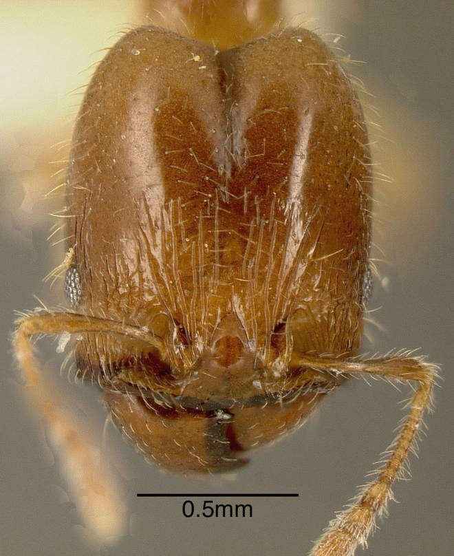 Image of Pheidole subarmata Mayr 1884