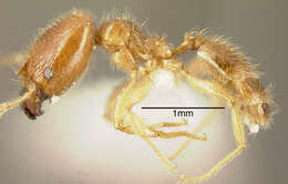 Image of Pheidole subarmata Mayr 1884