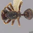 صورة <i>Eurhopalothrix ortizae</i>