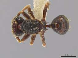 Image of <i>Eurhopalothrix ortizae</i>