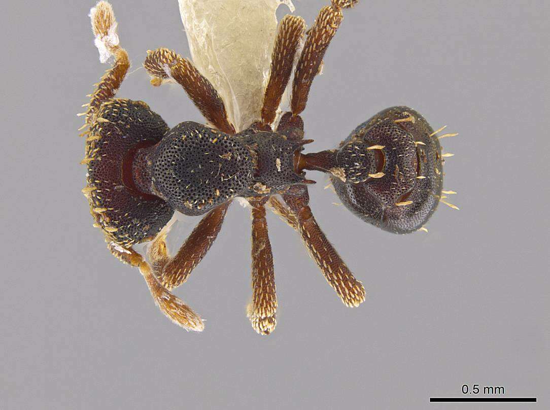 Image of <i>Eurhopalothrix ortizae</i>