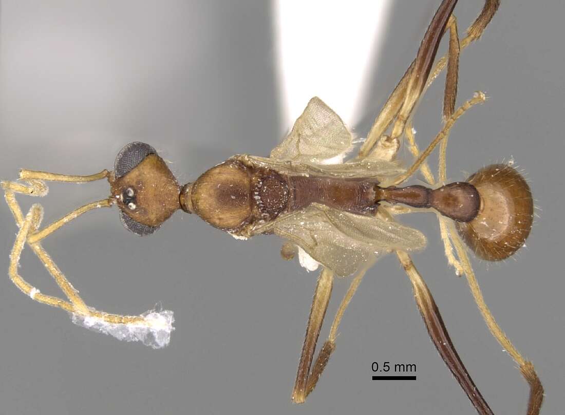 Image of Aphaenogaster phalangium Emery 1890