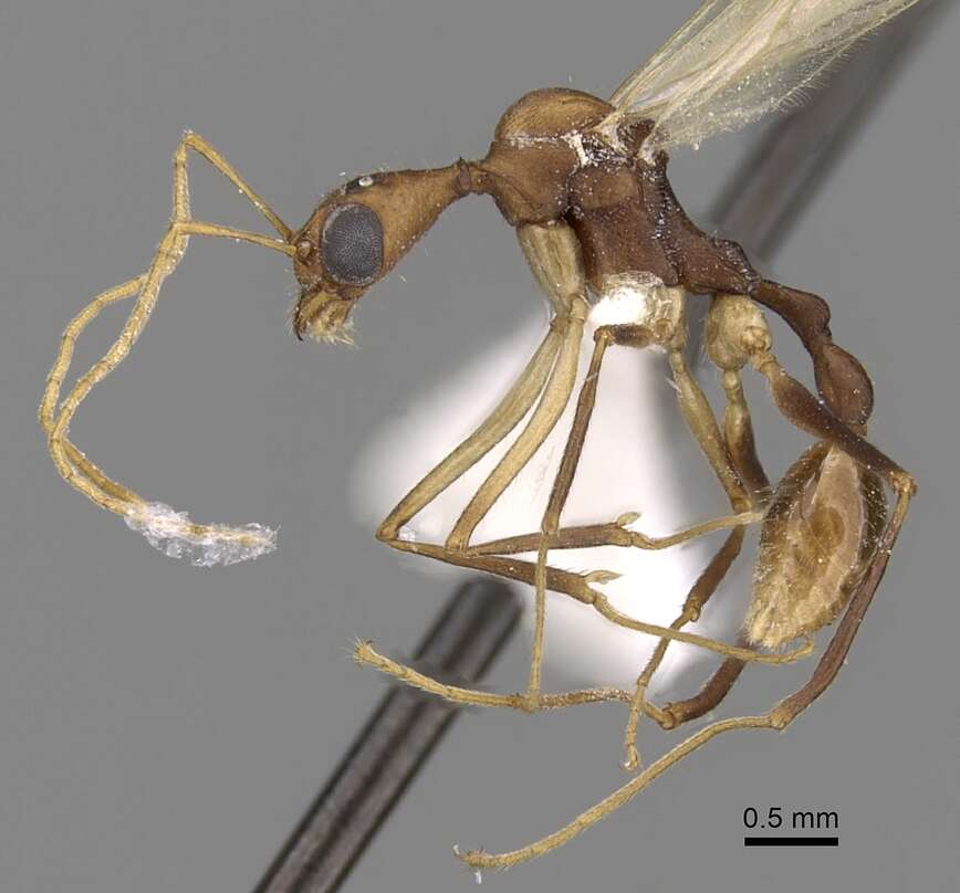 Image of Aphaenogaster phalangium Emery 1890