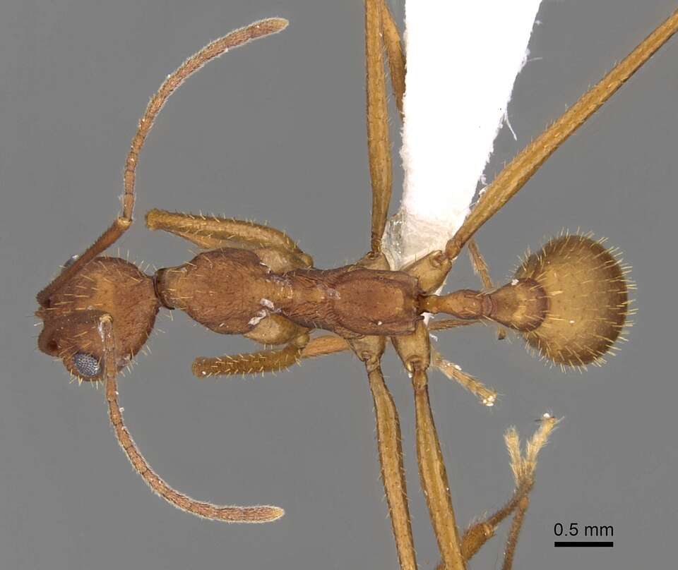 Image of Aphaenogaster phalangium Emery 1890