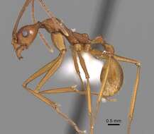 Image of Aphaenogaster phalangium Emery 1890