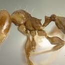 Image of <i>Pheidole angulifera</i>