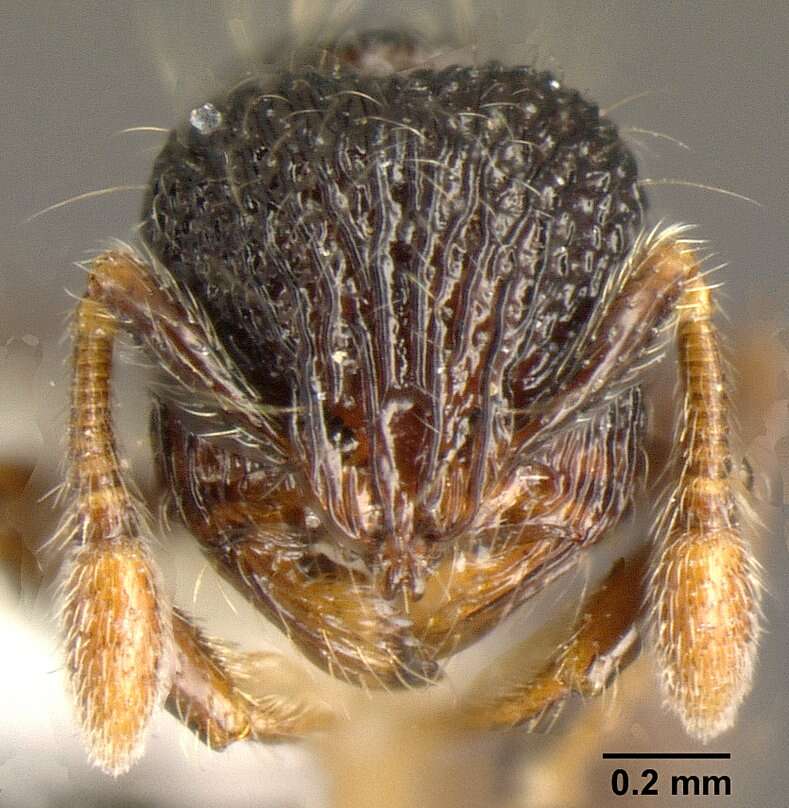 Image of Adelomyrmex silvestrii (Menozzi 1931)