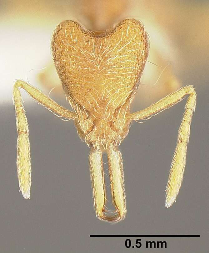 Image of Ant