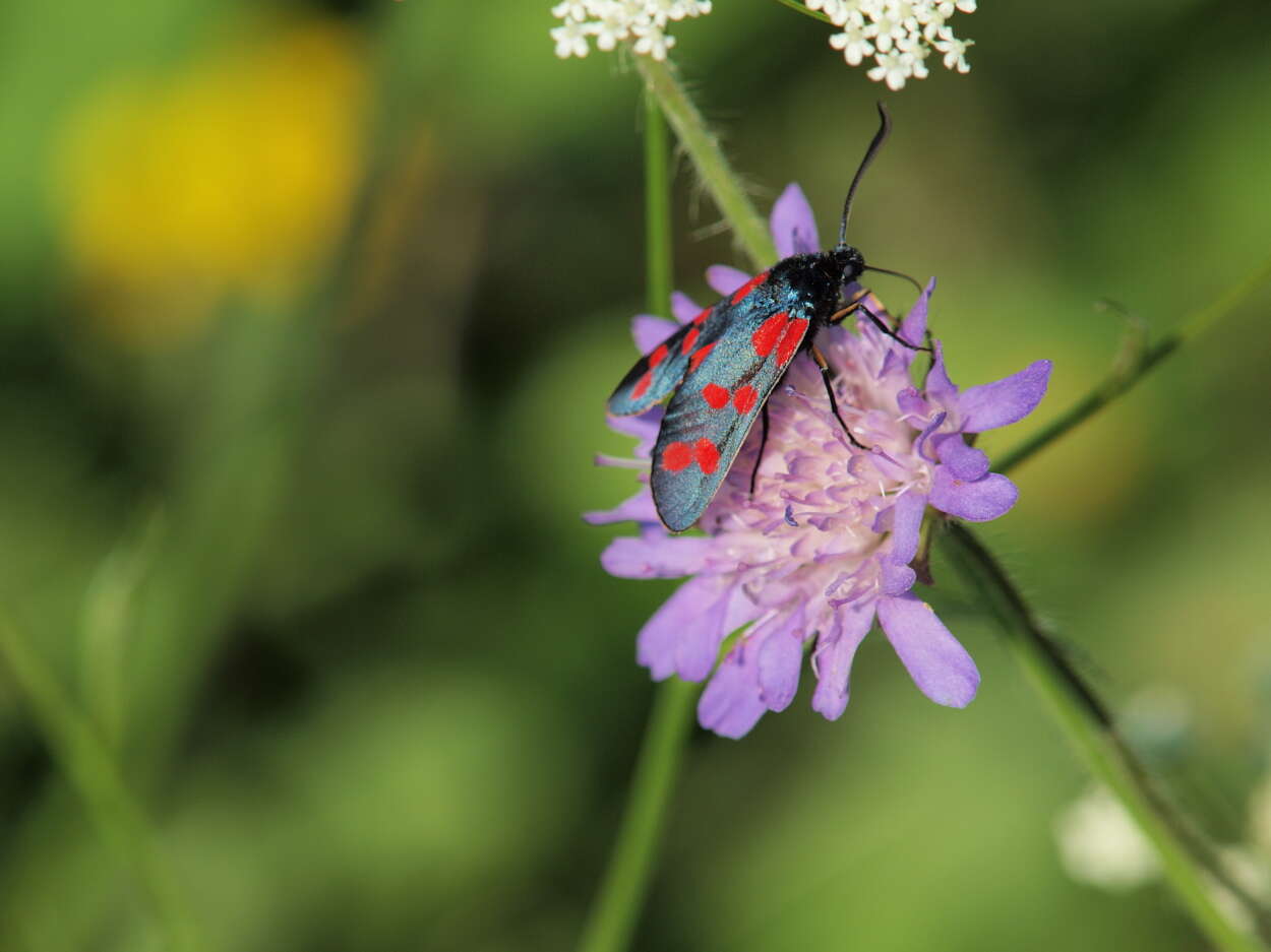 Image of six-spot burnet