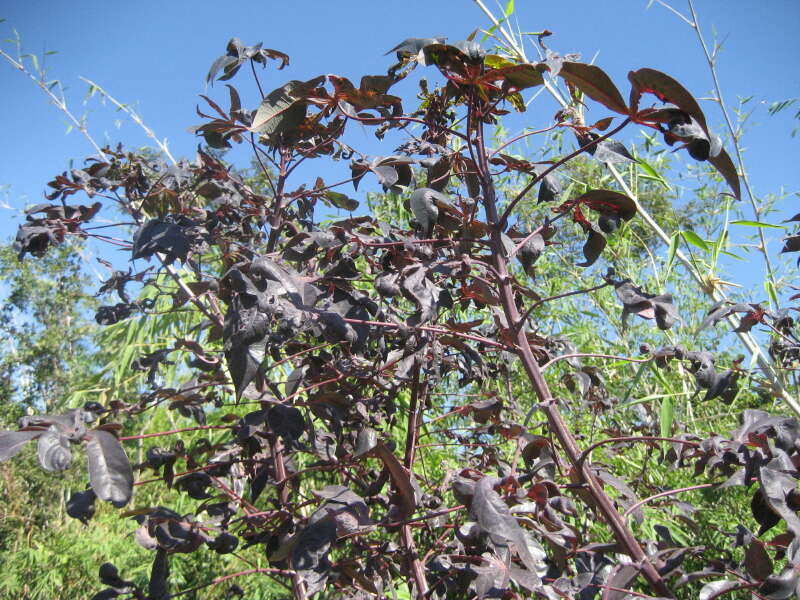 Image of cassava