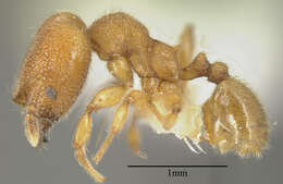 Imagem de Pheidole bicornis Forel 1899