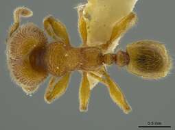 Imagem de Pheidole bicornis Forel 1899