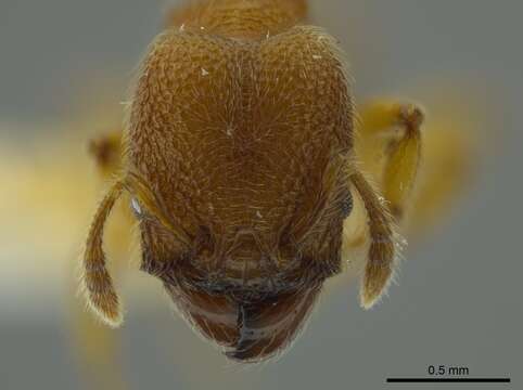 Imagem de Pheidole bicornis Forel 1899