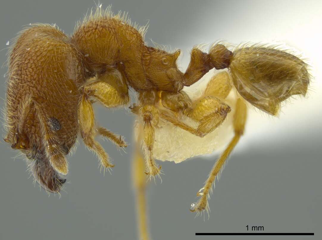 Imagem de Pheidole bicornis Forel 1899