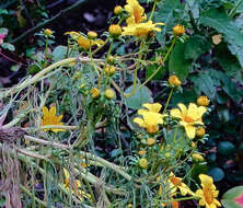 Coreopsis gigantea (Kellogg) Hall的圖片