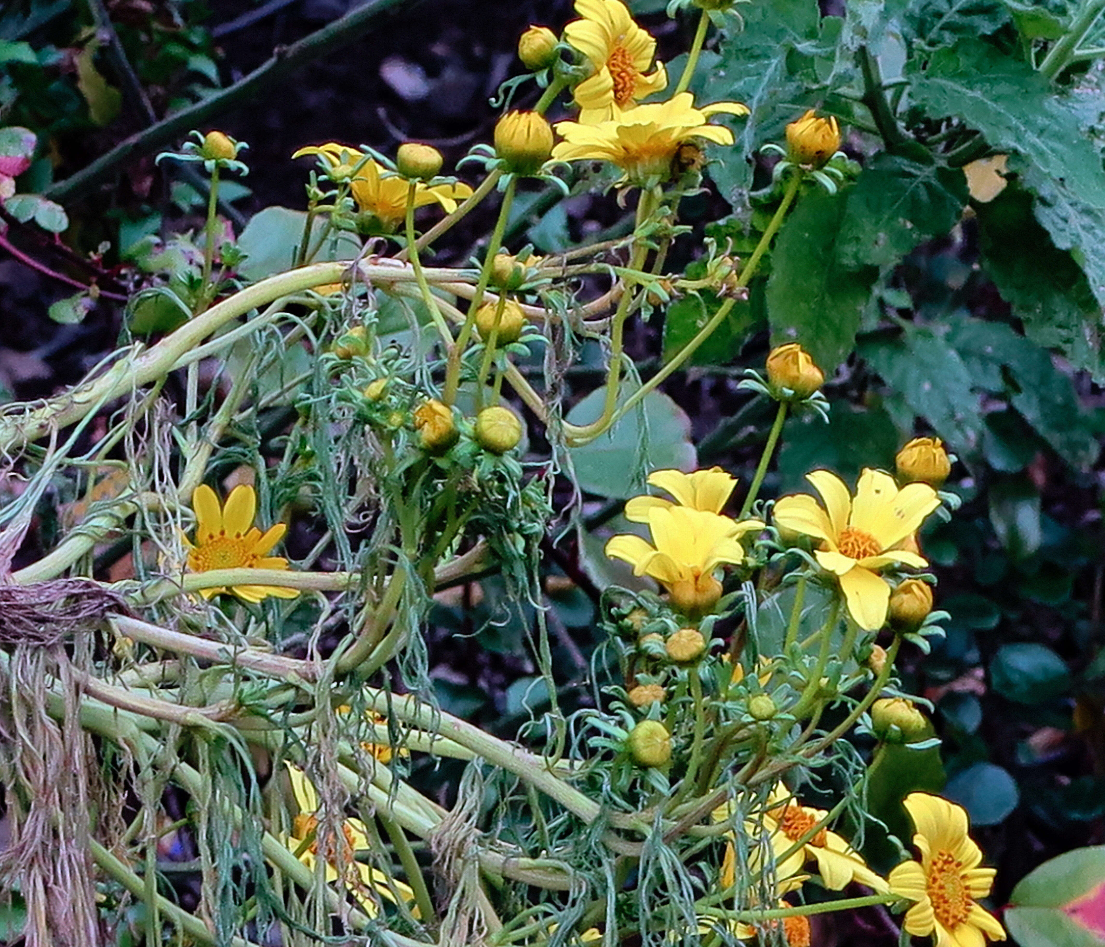 Image of giant coreopsis