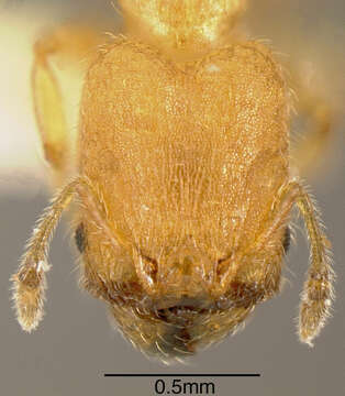 Image of <i>Pheidole longinoi</i>