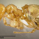 Plancia ëd <i>Pheidole longinoi</i>