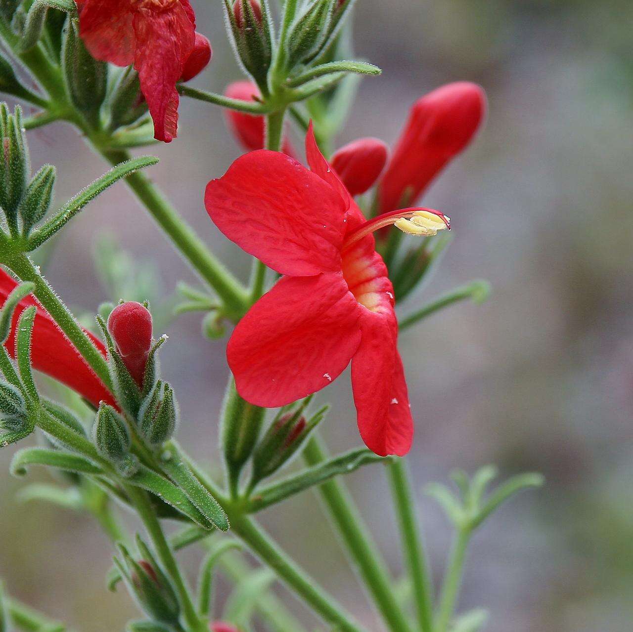 Image of Ruellia angustior (Nees) Lindau