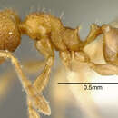 Image of Pheidole belonorte