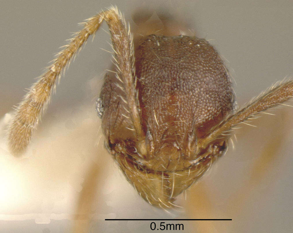 Image of Pheidole colobopsis Mann 1916