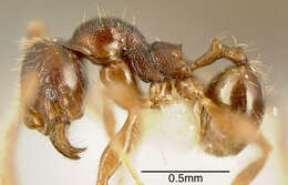 Image de Pheidole colobopsis Mann 1916