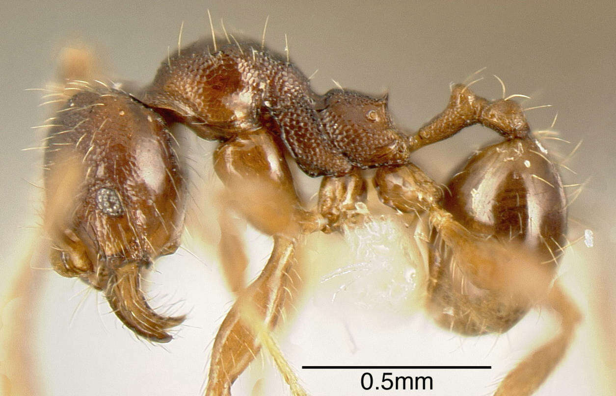 Pheidole colobopsis Mann 1916 resmi