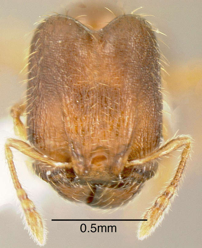 Image of Pheidole browni