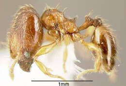 Image of Pheidole browni