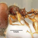 Image de Pheidole ectatommoides