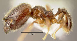 Image of Pheidole diabolus