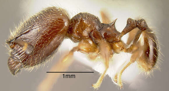 Image of Pheidole diabolus