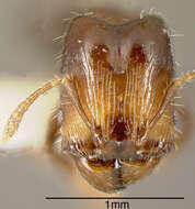 Image of Pheidole cramptoni Wheeler 1916